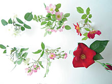 shopinfo2_20070825_003.jpg